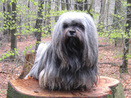 Lhasa Apso