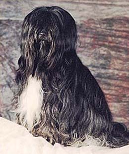 Tibet Terrier