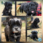 "Ka-tsa-lin-di" (Tibet Terrier) PLZ 64760