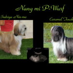 "Nang mi" (Tibet Terrier) PLZ 92284