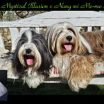 "Nang mi" (Tibet Terrier) PLZ 92284