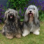 "Ma nes-pa" (Tibet Terrier) PLZ 59555