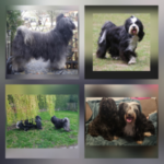 "Ka-tsa-lin-di" (Tibet Terrier) PLZ 64760