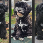 "Ka-tsa-lin-di" (Tibet Terrier) PLZ 64760