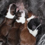 "Nang mi" (Tibet Terrier) PLZ 92284