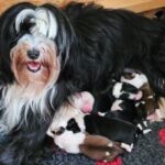 "Soul Children" (Tibet Terrier) PLZ 26817