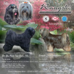 "Rangshi" (Tibet Terrier) PLZ 41748
