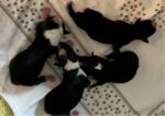 "Lee-la-wadee" (Tibet Terrier) PLZ 85084