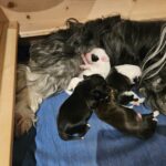 "Ma-phan" (Tibet Terrier) PLZ 57334