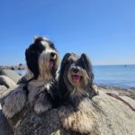 "Ma-phan" (Tibet Terrier) PLZ 57334
