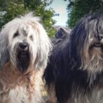 "von Rin-che-wa" (Tibet Terrier) PLZ 48691