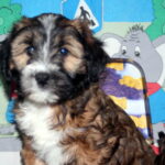 "Kirsei Kra" (Tibet Terrier) PLZ 57548