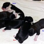 "Kirsei Kra" (Tibet Terrier) PLZ 57548
