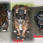 "Kirsei Kra" (Tibet Terrier) PLZ 57548