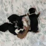 "von Basum Co" (Tibet Terrier) PLZ 67308