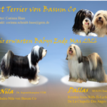 "von Basum Co" (Tibet Terrier) PLZ 67308