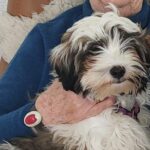 Junger Tibet-Terrier-Rüde sucht ein neues Zuhause