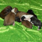 "Kaama-puku" (Tibet Terrier) PLZ 76833