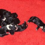 "Kaama-puku" (Tibet Terrier) PLZ 76833