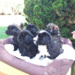 "Dzi-Puku" (Tibet Terrier) PLZ 76185