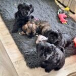 "Dzi-Puku" (Tibet Terrier) PLZ 76185