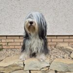 Tibet-Terrier-Hündin sucht ein liebevolles Zuhause