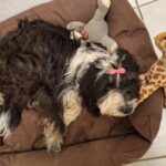 Junge Tibet-Terrier-Hündin sucht ein neues Zuhause